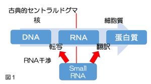 microRNA1