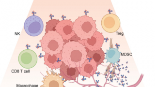 米国国立がん研究センター(CCR)が開発したがん治療法、腫瘍を縮小し免疫応答を強化